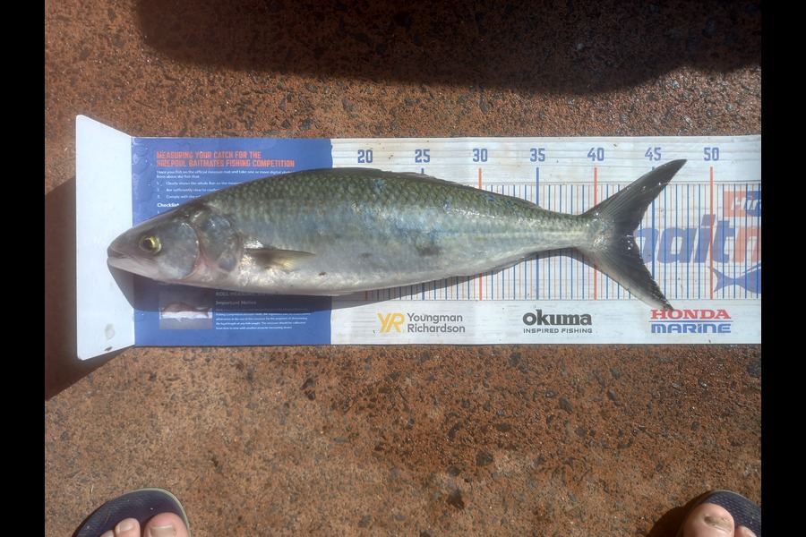 Phill Beer caught this 43.0cm Kahawai at Pauanui during The Hirepool Baitmates Fishing Comp