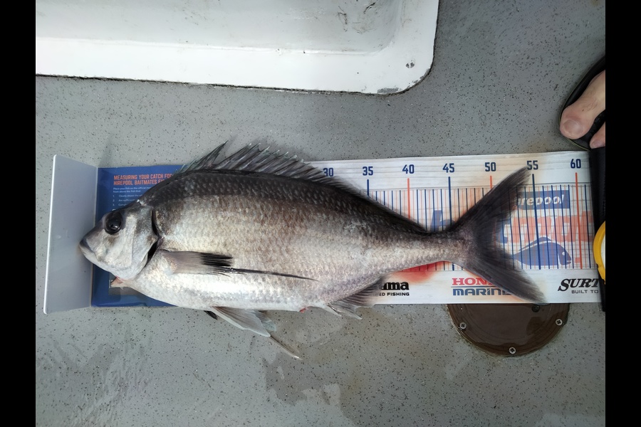 Norman Marsh caught this 50.0cm Tarakihi at Northland during The Hirepool Baitmates Fishing Comp