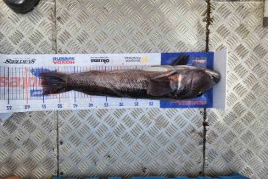 Warren Ross caught this 55.0cm Blue Cod at Doultfull  during The Hirepool Baitmates Fishing Comp