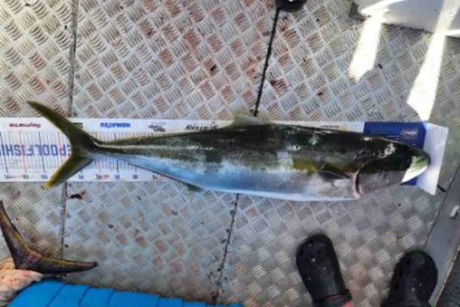 Warren Ross caught this 97.0cm Kingfish at Doultfull sound during The Hirepool Baitmates Fishing Comp