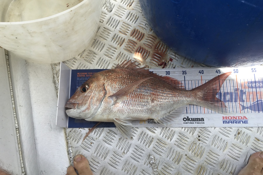 Tony Dodson caught this 43.5cm Snapper at Omaio  during The Hirepool Baitmates Fishing Comp