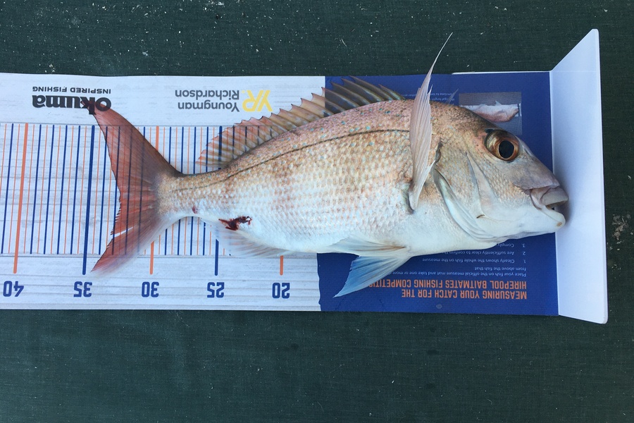 Neil  Stevenson  caught this 32.5cm Snapper at Kawau during The Hirepool Baitmates Fishing Comp