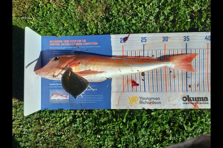 Dylan Ray caught this 36.0cm Gurnard at Golden Bay during The Hirepool Baitmates Fishing Comp