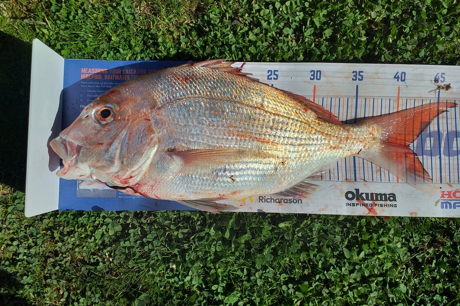 Dylan Ray caught this 41.0cm Snapper at Golden Bay during The Hirepool Baitmates Fishing Comp