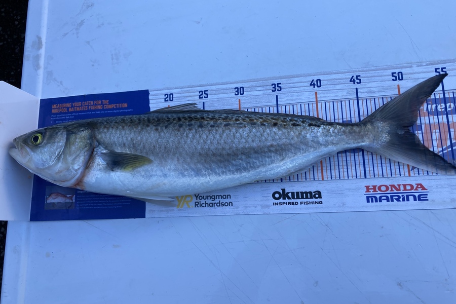 Steven Lovett caught this 50.0cm Kahawai at Manukau Harbour during The Hirepool Baitmates Fishing Comp