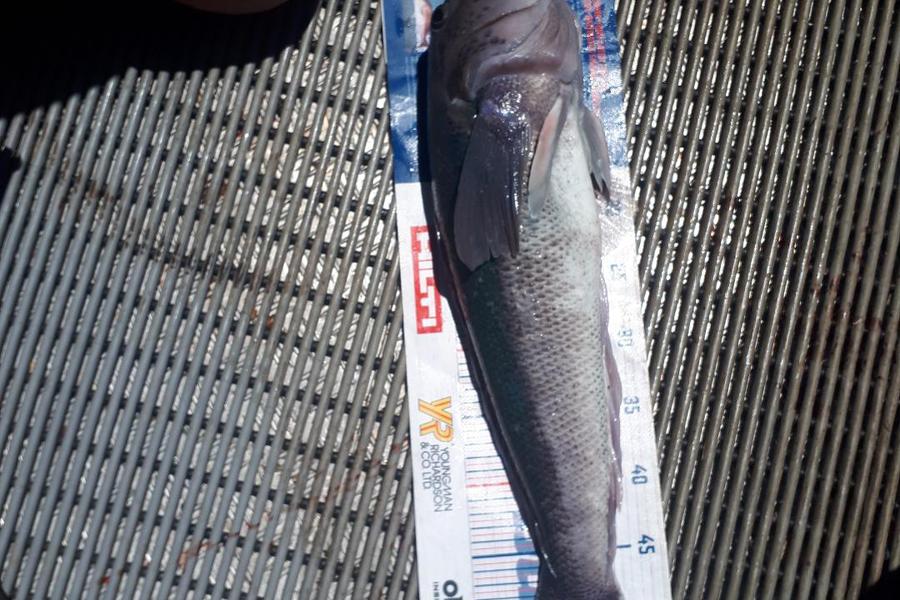 Mark Strowger caught this 55.0cm Blue Cod at Akaroa during The Hirepool Baitmates Fishing Comp