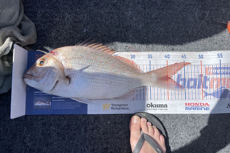 Tony Watson caught this 41.0cm Snapper at Waikawau  during The Hirepool Baitmates Fishing Comp