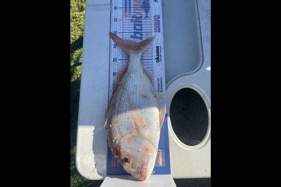 Ethan Buchanan caught this 41.0cm Snapper at Firth of thames during The Hirepool Baitmates Fishing Comp