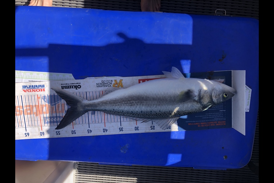 Dawson Boyd caught this 50.0cm Kahawai at New Plymouth  during The Hirepool Baitmates Fishing Comp