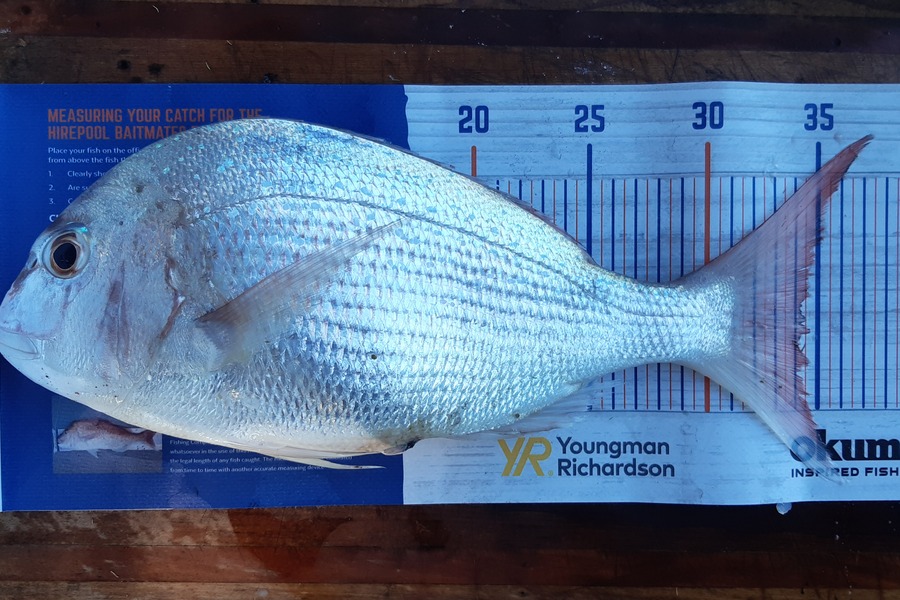 Isaac Gulliver caught this 34.0cm Snapper at Tongaporutu during The Hirepool Baitmates Fishing Comp