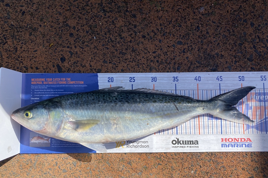 Shawn Beer caught this 47.5cm Kahawai at Pauanui during The Hirepool Baitmates Fishing Comp