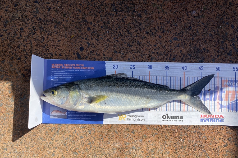 Melissa Mobbs caught this 44.0cm Kahawai at Pauanui  during The Hirepool Baitmates Fishing Comp