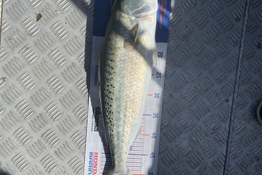 Victor Pretorius caught this 53.0cm Kahawai at Orewa  during The Hirepool Baitmates Fishing Comp
