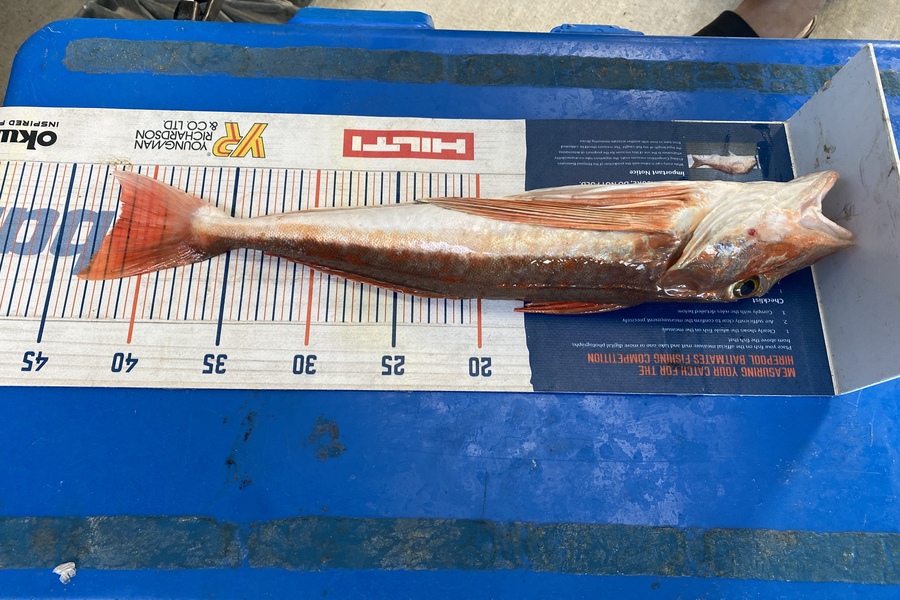 Natasha Rose caught this 41.5cm Gurnard at Kaipara harbour during The Hirepool Baitmates Fishing Comp