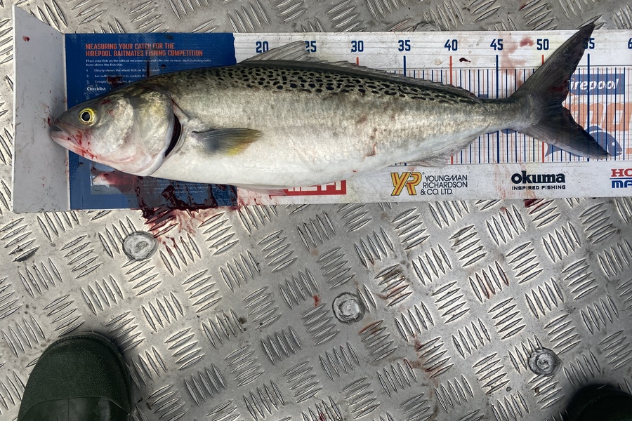 Natasha Rose caught this 52.0cm Kahawai at Kaipara  during The Hirepool Baitmates Fishing Comp