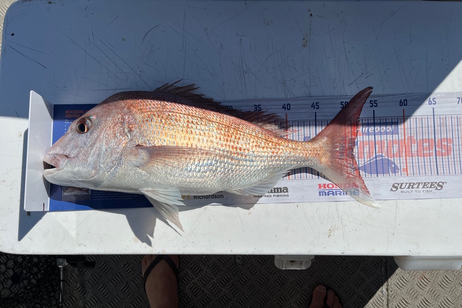 Nico Taylor caught this 51.0cm Snapper at Hauraki Gulf during The Hirepool Baitmates Fishing Comp