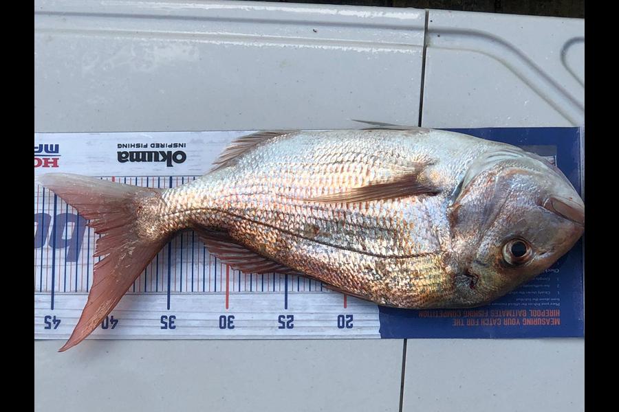 Jake Smith caught this 40.0cm Snapper at Motutapu during The Hirepool Baitmates Fishing Comp