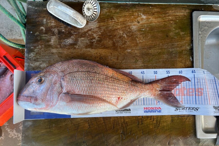 Dave Henderson caught this 56.0cm Snapper at Waiwera during The Hirepool Baitmates Fishing Comp