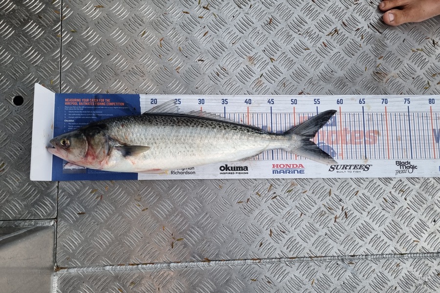 Smith Matthew caught this 53.0cm Kahawai at Bay of islands  during The Hirepool Baitmates Fishing Comp