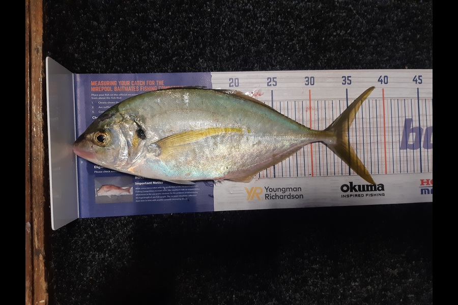 Karen Barnao caught this 34.5cm Trevally at Crowles Bay, Bay of islands  during The Hirepool Baitmates Fishing Comp