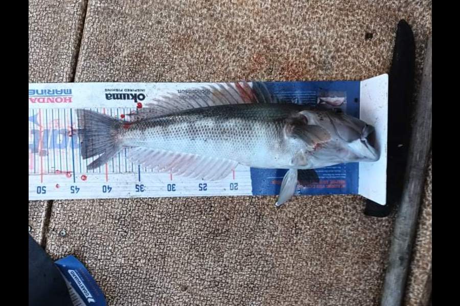 Mike Ashton caught this 44.0cm Blue Cod at Otago harbour during The Hirepool Baitmates Fishing Comp