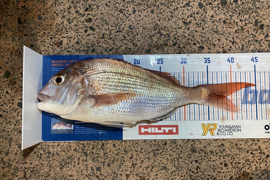 Shawn Beer caught this 37.0cm Snapper at Pauanui  during The Hirepool Baitmates Fishing Comp