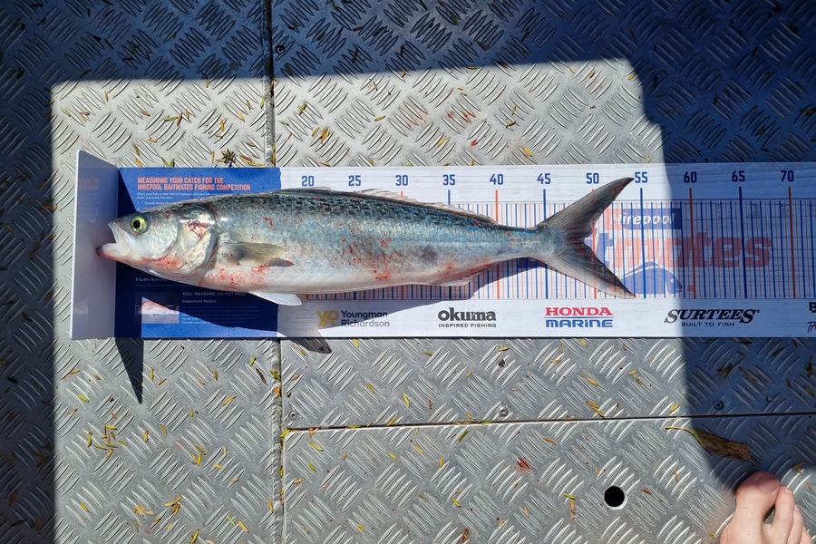 Daryl Smith caught this 49.0cm Kahawai at middle foul BOI during The Hirepool Baitmates Fishing Comp