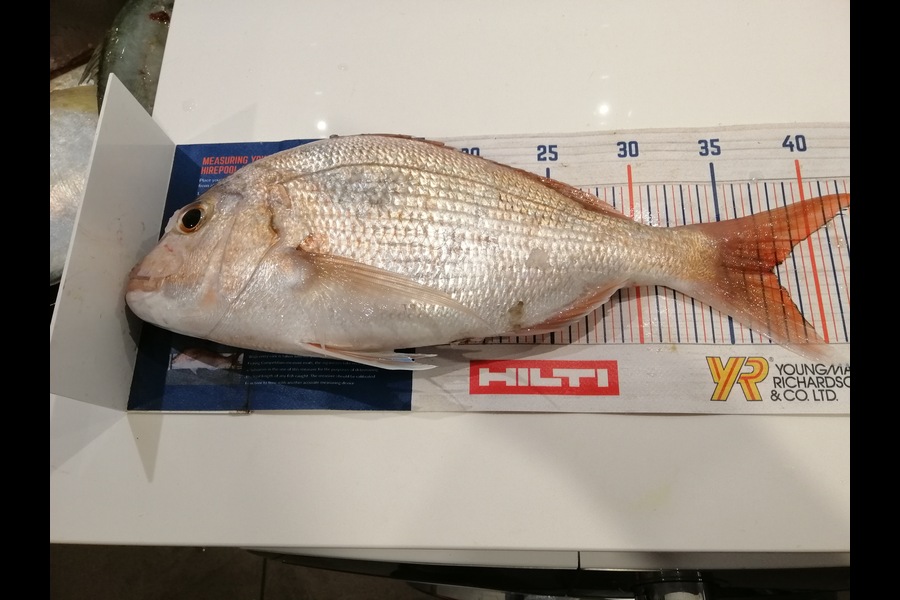 Larry Temperley caught this 37.5cm Snapper at Bream Bay during The Hirepool Baitmates Fishing Comp