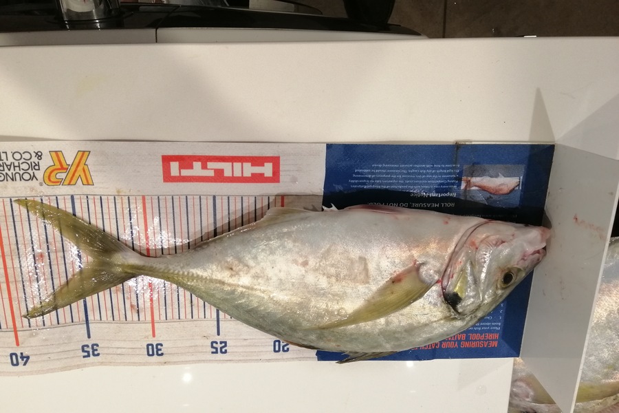 Larry Temperley caught this 33.0cm Trevally at Bream Bay during The Hirepool Baitmates Fishing Comp