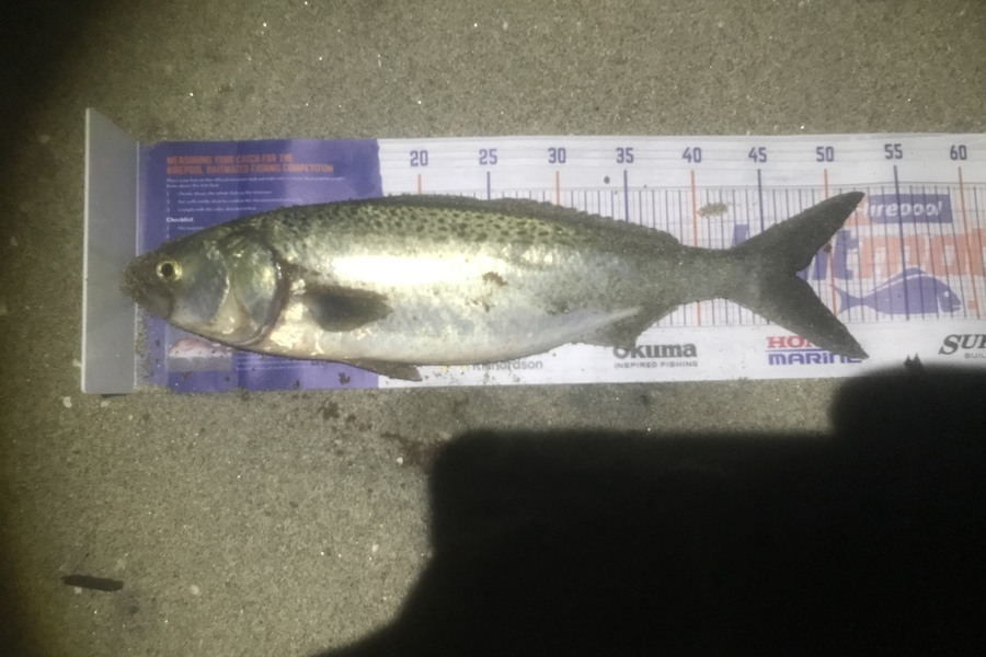 Francois Caudwell caught this 46.5cm Kahawai at kaituna river entrance during The Hirepool Baitmates Fishing Comp