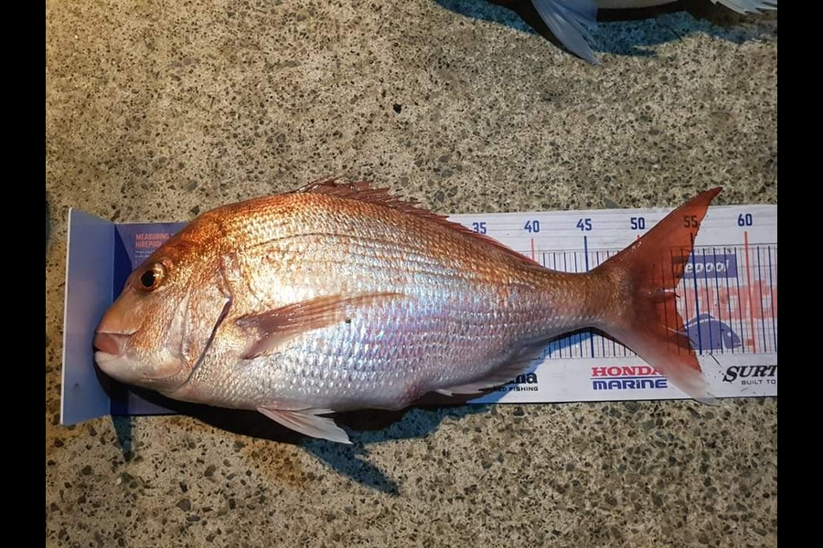 Tim Hagan caught this 53cm Snapper at Titahi bay during The Hirepool Baitmates Fishing Comp