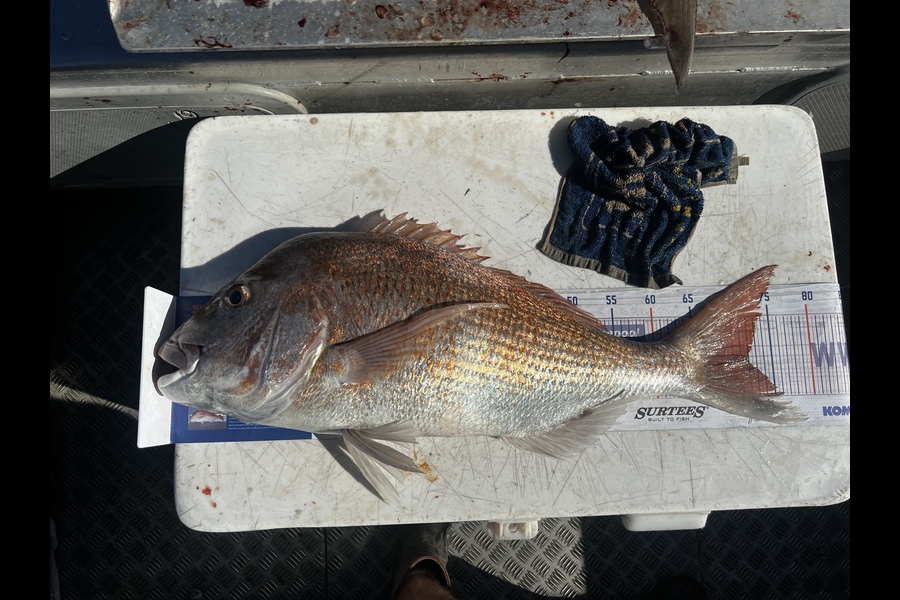 Corey Proffit caught this 72.0cm Snapper at Mokau  during The Hirepool Baitmates Fishing Comp