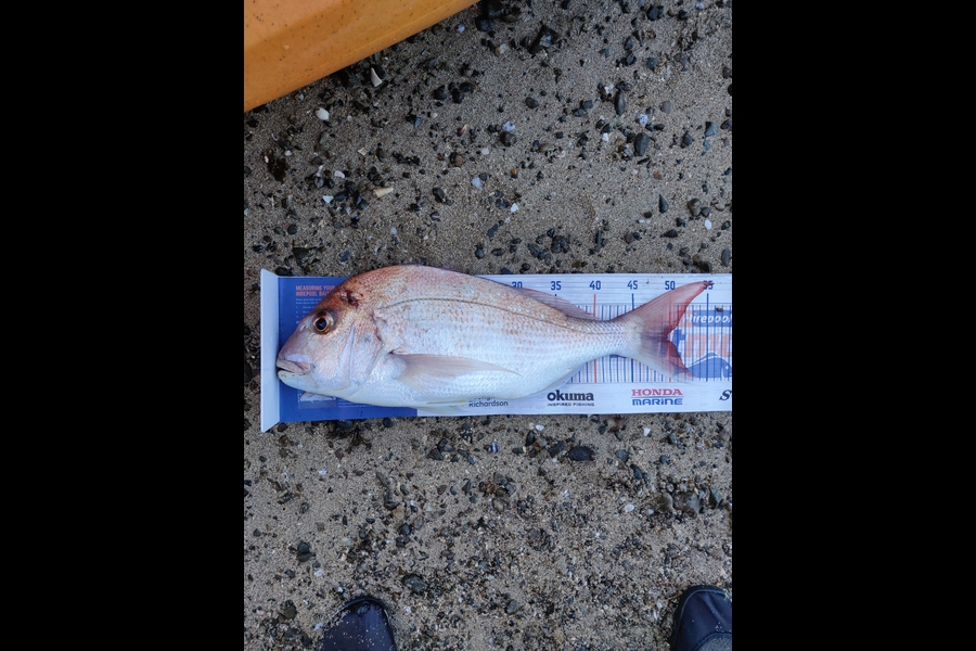 Kieran O'Regan caught this 49.5cm Snapper at Kerikeri Inlet during The Hirepool Baitmates Fishing Comp