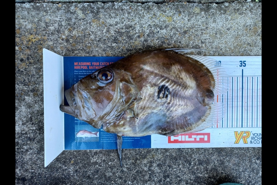 Dennis McLeod caught this 29cm John Dory at Whitianga during The Hirepool Baitmates Fishing Comp