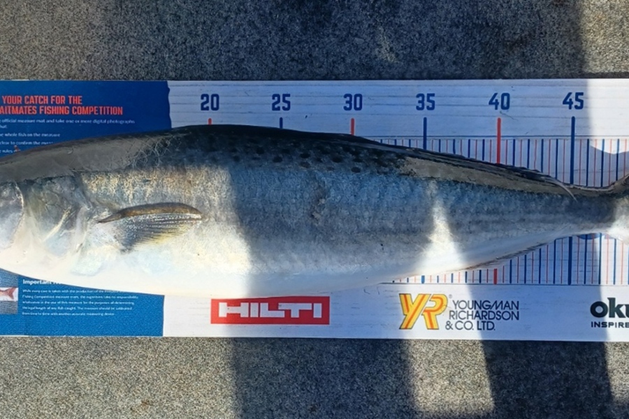 Karen Moffatt-McLeod caught this 52.5cm Kahawai at Whitianga during The Hirepool Baitmates Fishing Comp