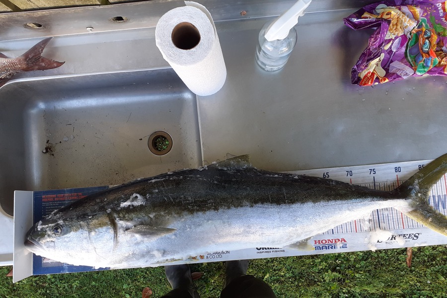 Nick Schwarzer caught this 86.0cm Kingfish at Whakatane  during The Hirepool Baitmates Fishing Comp