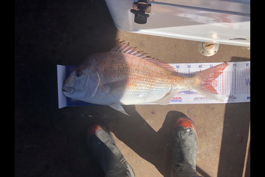 Joshua Talsma caught this 65.0cm Snapper at Kawhia during The Hirepool Baitmates Fishing Comp