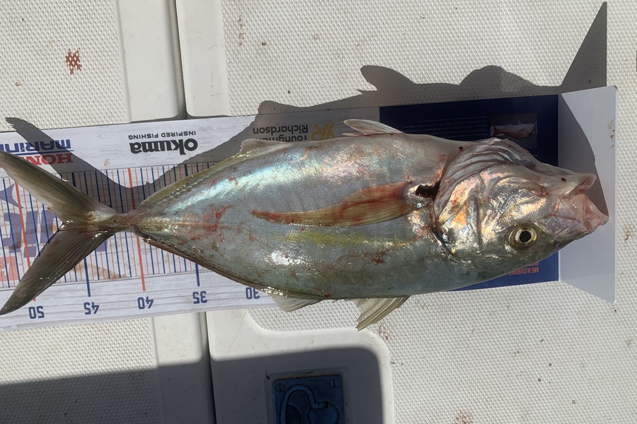 Dianne Caton caught this 46.0cm Trevally at Whitianga  during The Hirepool Baitmates Fishing Comp