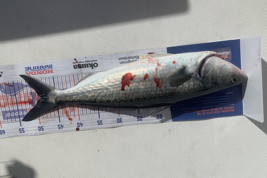 Dianne Caton caught this 48.0cm Kahawai at Whitianga  during The Hirepool Baitmates Fishing Comp