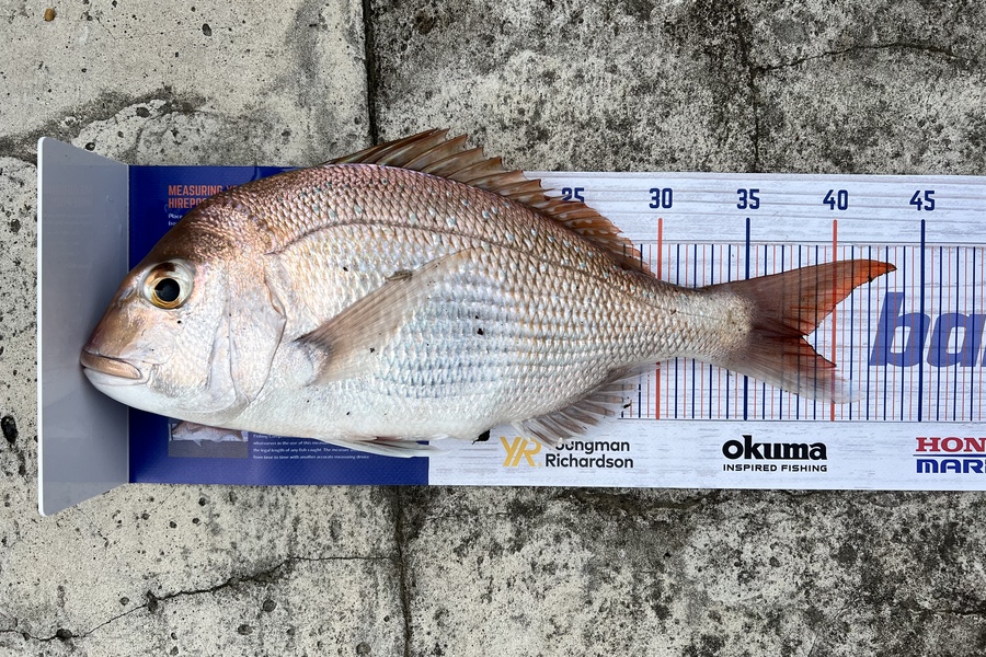 Matthew Clements caught this 38cm Snapper at Whangarei harbour during The Hirepool Baitmates Fishing Comp