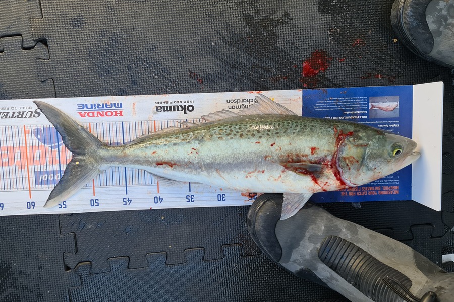 Carl McCoy caught this 52.5cm Kahawai at Somes Island during The Hirepool Baitmates Fishing Comp