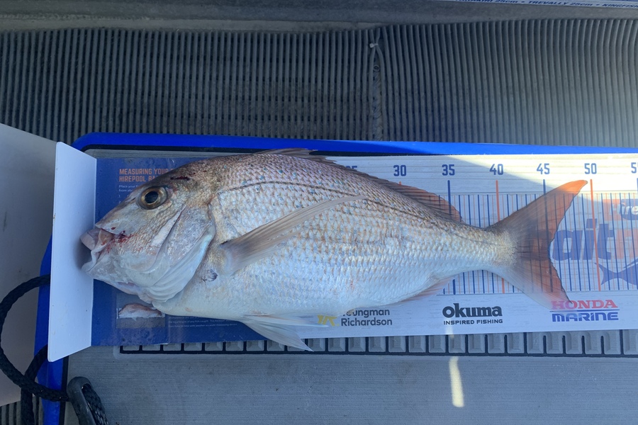 Shaun Powell caught this 45.0cm Snapper at Hauraki gulf during The Hirepool Baitmates Fishing Comp