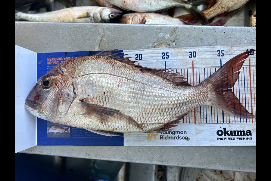 Taha Shahiwala caught this 36.5cm Snapper at Browns bay  during The Hirepool Baitmates Fishing Comp
