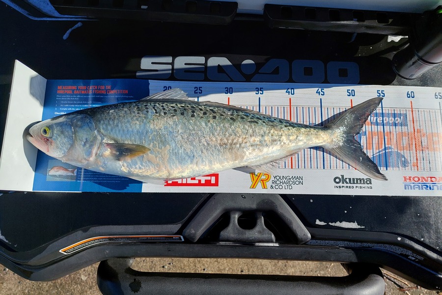 REECE TAWHARU caught this 50.0cm Kahawai at Foxton during The Hirepool Baitmates Fishing Comp