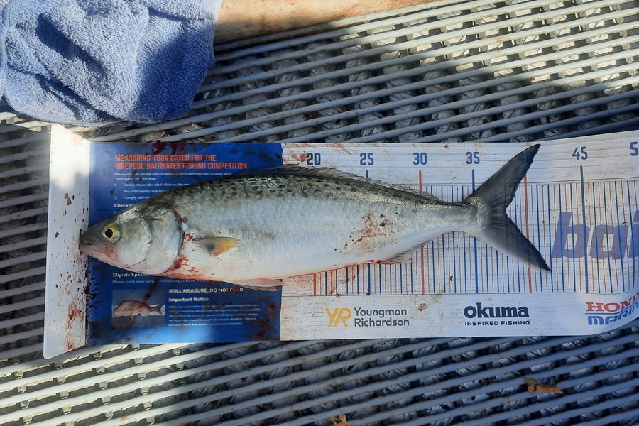 Jayden Emtage caught this 38.0cm Kahawai at Kaipara harbour during The Hirepool Baitmates Fishing Comp