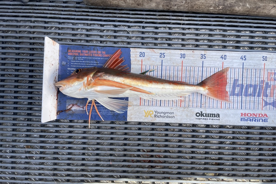 Angel Emtage caught this 41.0cm Gurnard at Kaipara Harbour  during The Hirepool Baitmates Fishing Comp