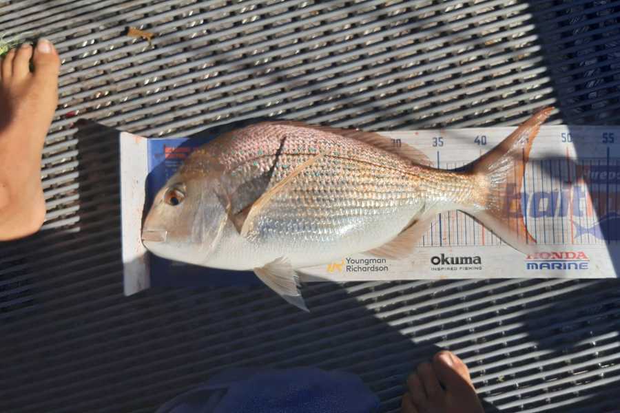 Clinton Emtage caught this 44cm Snapper at Kaipara harbour  during The Hirepool Baitmates Fishing Comp