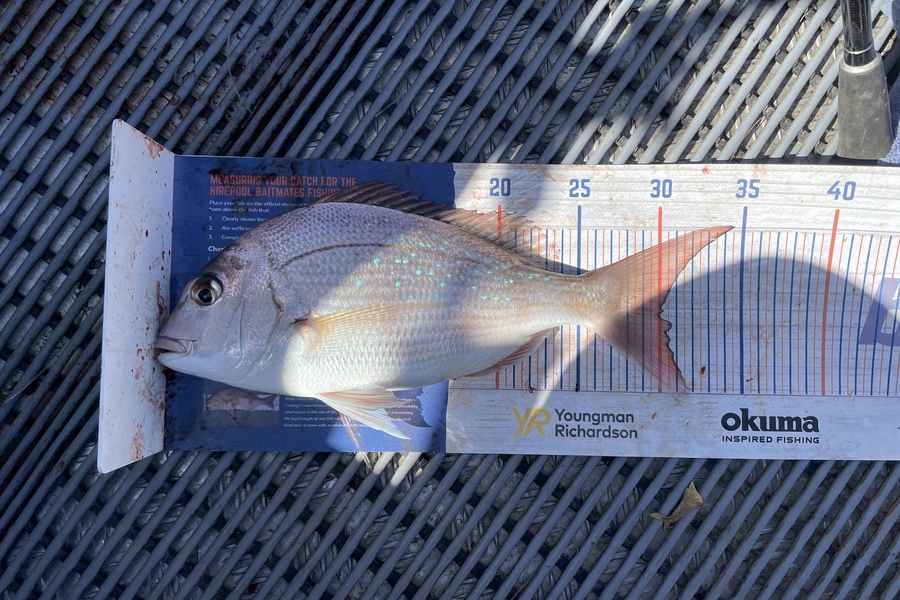 Angel Emtage caught this 30.0cm Snapper at Kaipara Harbour  during The Hirepool Baitmates Fishing Comp