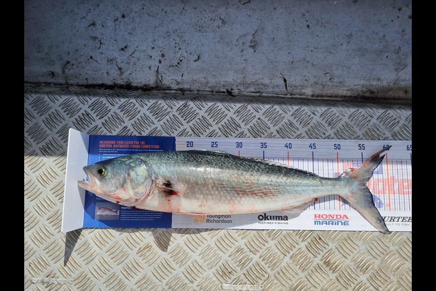 Paul Thompson caught this 55.0cm Kahawai at Houhora during The Hirepool Baitmates Fishing Comp