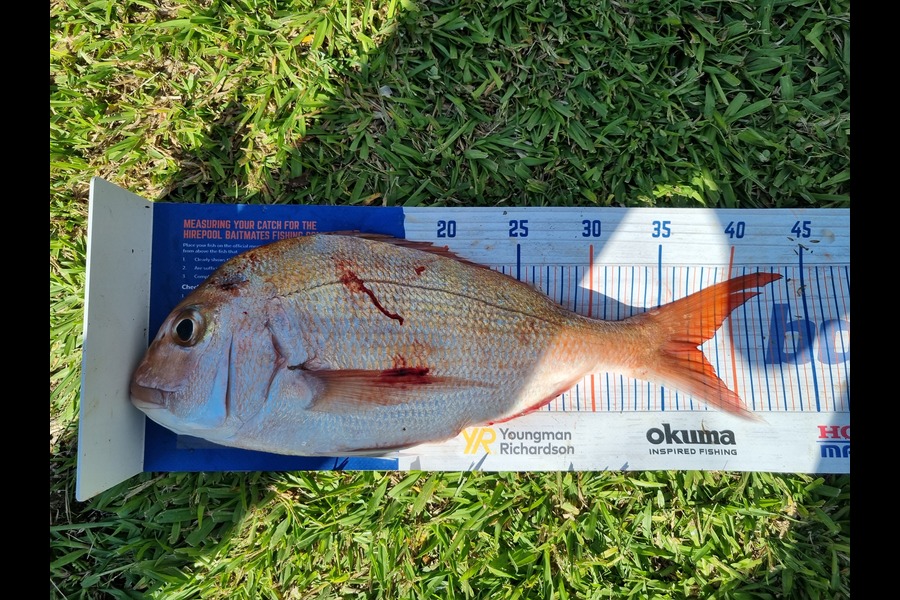 Sam Maplesden caught this 37.5cm Snapper at Papamoa during The Hirepool Baitmates Fishing Comp